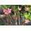 SAFLAX Geschenk Set - Wüstenrose - Adenium - 8 Samen 5