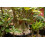 SAFLAX Geschenk Set - Wüstenrose - Adenium - 8 Samen 4