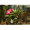 SAFLAX Geschenk Set - Wüstenrose - Adenium - 8 Samen 3