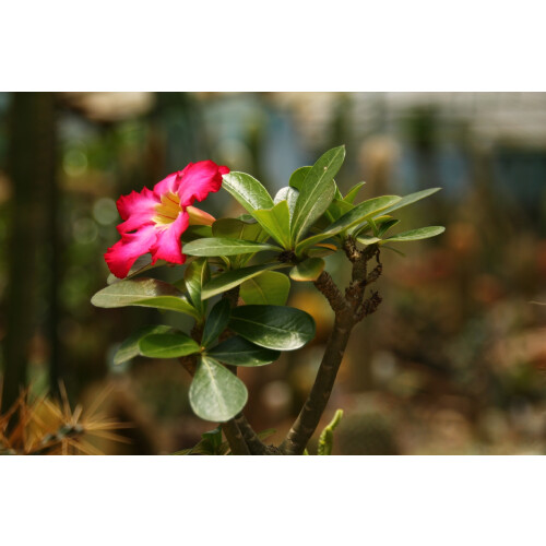 SAFLAX Geschenk Set - Wüstenrose - Adenium - 8 Samen 2