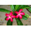 SAFLAX Geschenk Set - Wüstenrose - Adenium - 8 Samen 6