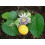 SAFLAX Geschenk Set - Süße Granadilla - Passiflora - 20 Samen 3