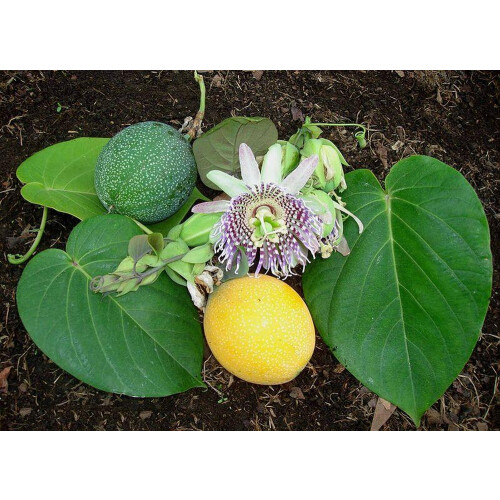 SAFLAX Geschenk Set - Süße Granadilla - Passiflora - 20 Samen 2