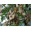 SAFLAX Geschenk Set - Tamarinde - Tamarindus - 4 Samen 5