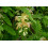 SAFLAX Geschenk Set - Tamarinde - Tamarindus - 4 Samen 4