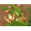 SAFLAX Geschenk Set - Tamarinde - Tamarindus - 4 Samen 6
