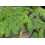 SAFLAX Geschenk Set - Tamarinde - Tamarindus - 4 Samen 3