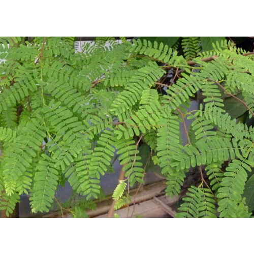 SAFLAX Geschenk Set - Tamarinde - Tamarindus - 4 Samen 2