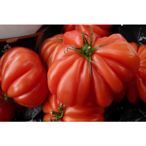 SAFLAX Geschenk Set - Tomate – Genovese - Lycopersicon - 10 Samen 2
