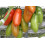 SAFLAX Geschenk Set - Tomate – Marzano - Lycopersicon - 10 Samen 4