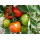 SAFLAX Geschenk Set - Tomate - Tigerella - Lycopersicon - 10 Samen 3