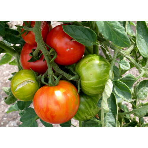 SAFLAX Geschenk Set - Tomate - Tigerella - Lycopersicon - 10 Samen 2