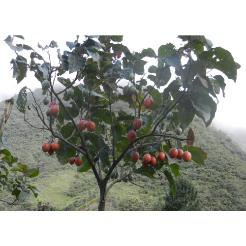 SAFLAX Geschenk Set - Tamarillo - Cyphomandra - 50 Samen 2
