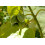 SAFLAX Geschenk Set - Tamarillo - Cyphomandra - 50 Samen 6