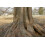 SAFLAX Geschenk Set - Urwelt - Mammutbaum - Metasequoia - 60 Samen 6