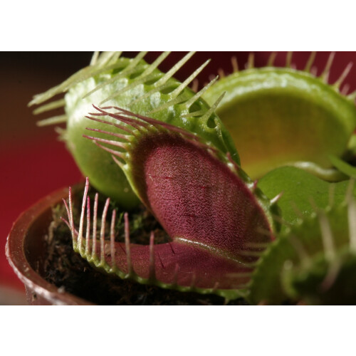 SAFLAX Geschenk Set - Venus - Fliegenfalle - Dionaea - 10 Samen 2