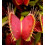 SAFLAX Geschenk Set - Venus - Fliegenfalle - Dionaea - 10 Samen 7