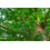 SAFLAX Geschenk Set - Urwelt - Mammutbaum - Metasequoia - 60 Samen 5