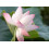 SAFLAX Geschenk Set - Lotusblume - Nelumbo - 8 Samen 3