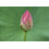 SAFLAX Geschenk Set - Lotusblume - Nelumbo - 8 Samen 4