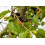 SAFLAX Geschenk Set - Weißer Maulbeerbaum - Morus - 200 Samen 5