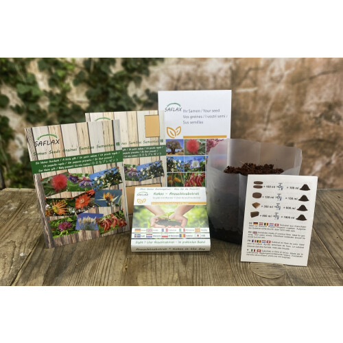 SAFLAX Geschenk Set - Weißer Maulbeerbaum - Morus - 200 Samen 1
