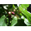 SAFLAX Geschenk Set - Weißer Maulbeerbaum - Morus - 200 Samen 7