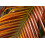 SAFLAX Geschenk Set - Dattelpalme - Phoenix - 25 Samen 7