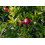 SAFLAX Geschenk Set - Zwerg - Granatapfel - Punica - 50 Samen 7