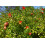 SAFLAX Geschenk Set - Zwerg - Granatapfel - Punica - 50 Samen 8