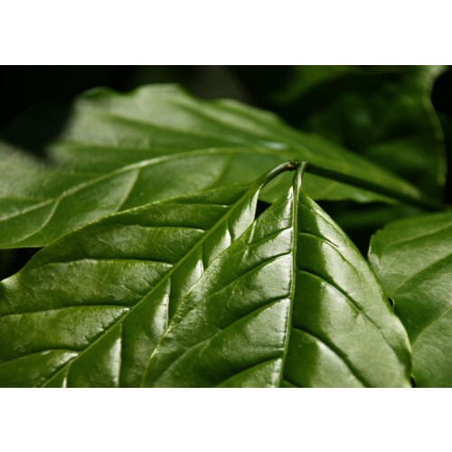 SAFLAX Geschenk Set - Zwergkaffee - Coffea - 8 Samen 2