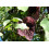 SAFLAX  - Gespensterpflanze - Aristolochia - 80 Samen 4