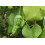 SAFLAX  - Gespensterpflanze - Aristolochia - 80 Samen 3