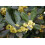 SAFLAX  - Gewürzlorbeerbaum - Laurus - 6 Samen 4