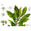 SAFLAX  - Gewürzlorbeerbaum - Laurus - 6 Samen 6