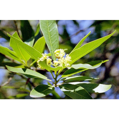 SAFLAX  - Gewürzlorbeerbaum - Laurus - 6 Samen - Mit Substrat 2