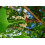 SAFLAX  - Ginkgo - Ginkgo - 4 Samen 4