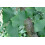 SAFLAX  - Ginkgo - Ginkgo - 4 Samen - Mit Substrat 6