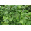SAFLAX  - Ginkgo - Ginkgo - 4 Samen - Mit Substrat 7
