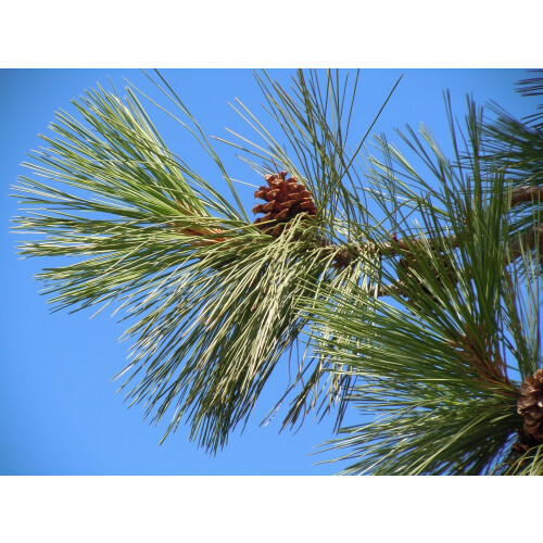 SAFLAX  - Goldkiefer - Pinus - 20 Samen - Mit Substrat 2