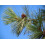 SAFLAX  - Goldkiefer - Pinus - 20 Samen 2