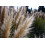 SAFLAX  - Pampasgras - Cortaderia - 200 Samen 3