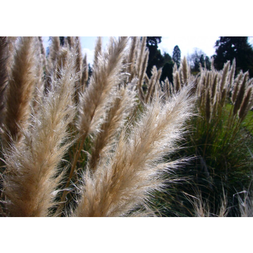 SAFLAX  - Pampasgras - Cortaderia - 200 Samen 2