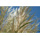 SAFLAX  - Pampasgras - Cortaderia - 200 Samen - Mit Substrat 8