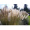 SAFLAX  - Pampasgras - Cortaderia - 200 Samen - Mit Substrat 5
