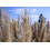 SAFLAX  - Pampasgras - Cortaderia - 200 Samen - Mit Substrat 3