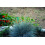 SAFLAX  - Blauschwingelgras - Festuca - 50 Samen - Mit Substrat 3