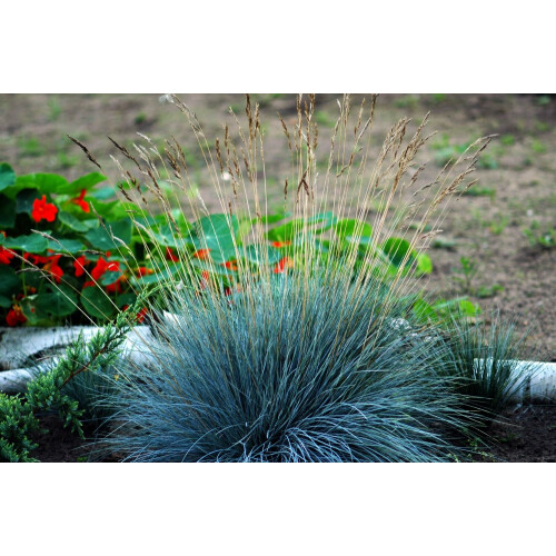 SAFLAX  - Blauschwingelgras - Festuca - 50 Samen - Mit Substrat 2