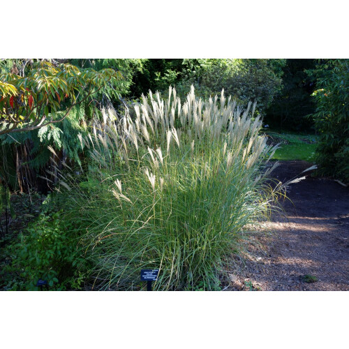 SAFLAX  - Chinaschilf - Miscanthus - 200 Samen 1