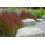 SAFLAX  - Blutgras - Imperata - 50 Samen 2